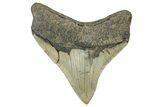 Serrated, Posterior Megalodon Tooth - North Carolina #298905-1